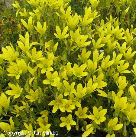 Saxifraga hirculus, lettorikko